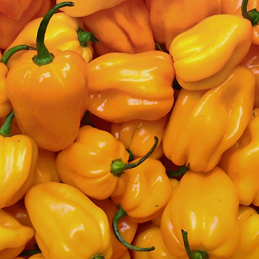 Piment Habanero – Graines | 0,2g