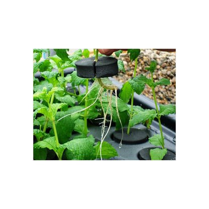 X-Stream 120 - Propagateur aéroponique pour 120 plantes