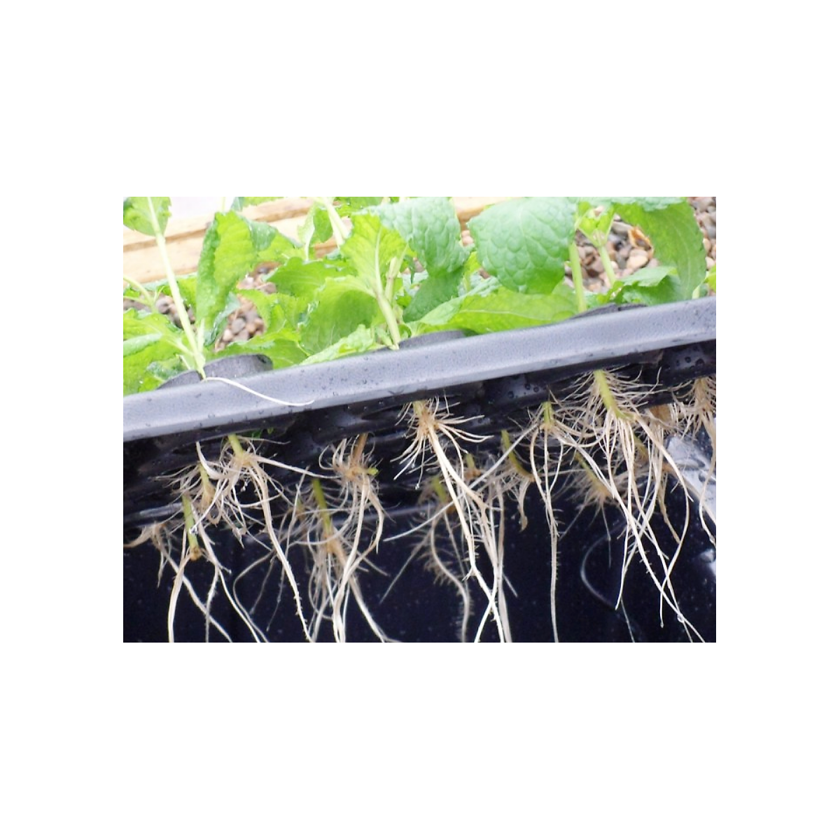 X-Stream 20- Propagateur aéroponique pour 20 plantes