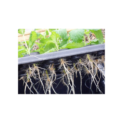 X-Stream 20- Propagateur aéroponique pour 20 plantes