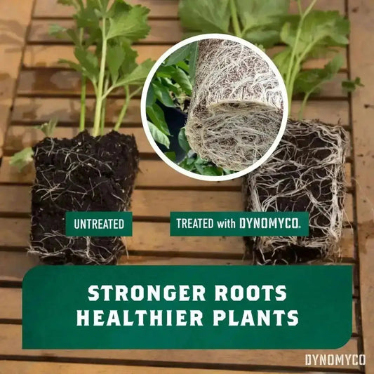 Comparaison racinaire entre plante non traitée et traitée avec DYNOMYCO Mycorhizes 200 g. Racines plus denses et saines avec l'engrais.