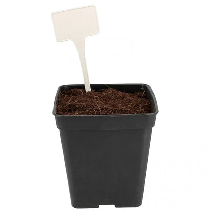 Etiquettes blanche en Plastique solide -10Pcs