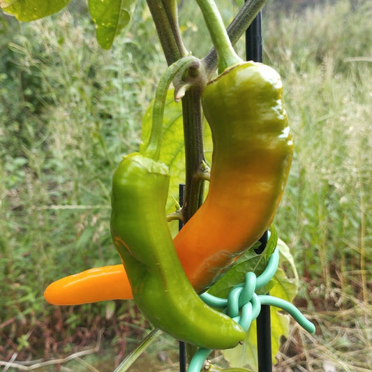 Poivrons Corno di Toro en cours de maturation – variété douce italienne bio cultivée en pot