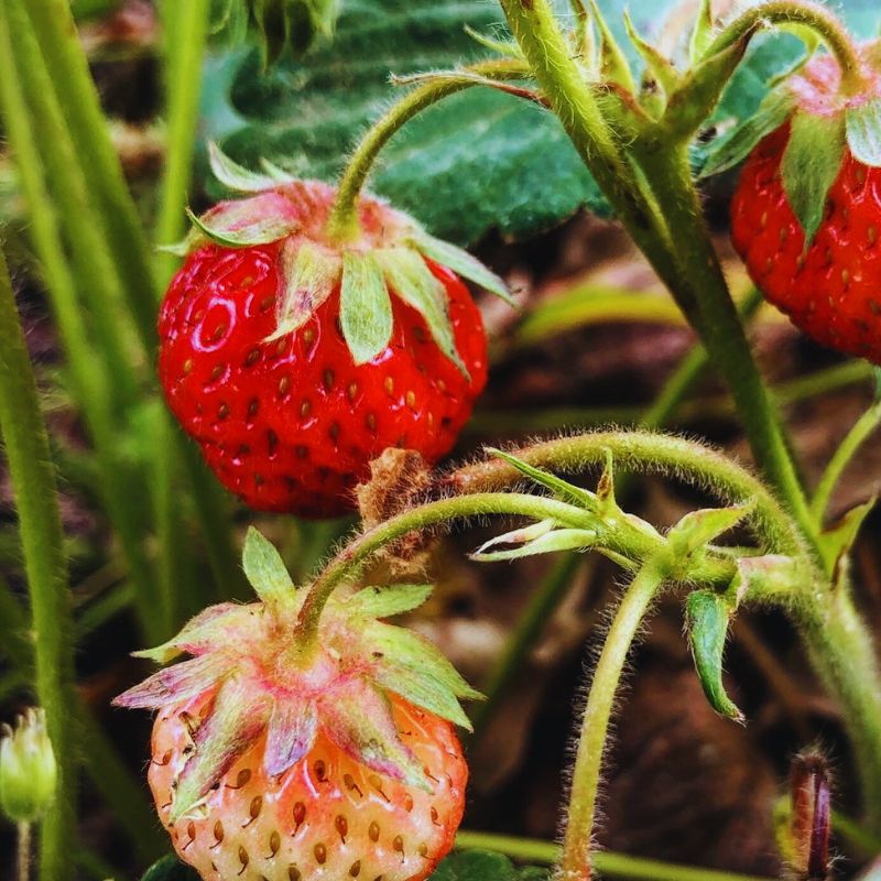 Fraisier des Bois - 0.2g
