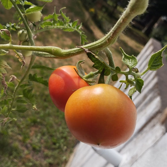 Tomates Saint Pierre mûrissantes sur pied – variété ancienne française cultivée en bio avec mycorhizes et engrais organiques