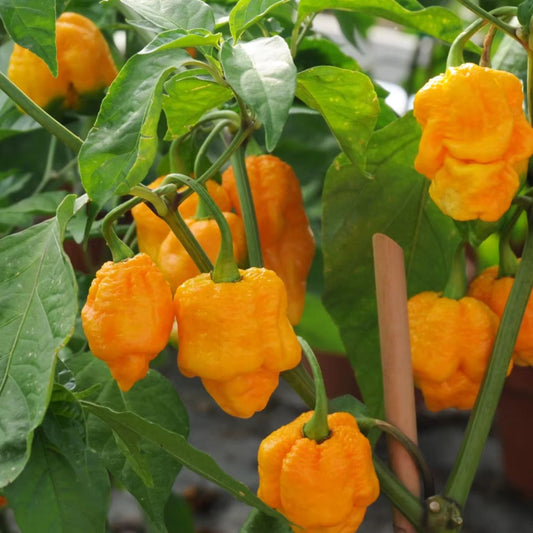 Pimiento Habanero – Semillas | 0,2g
