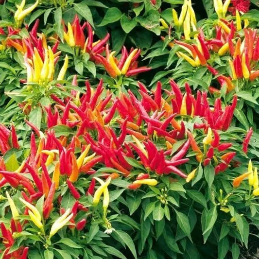 Pimiento Poupila – Semillas | 0,5g