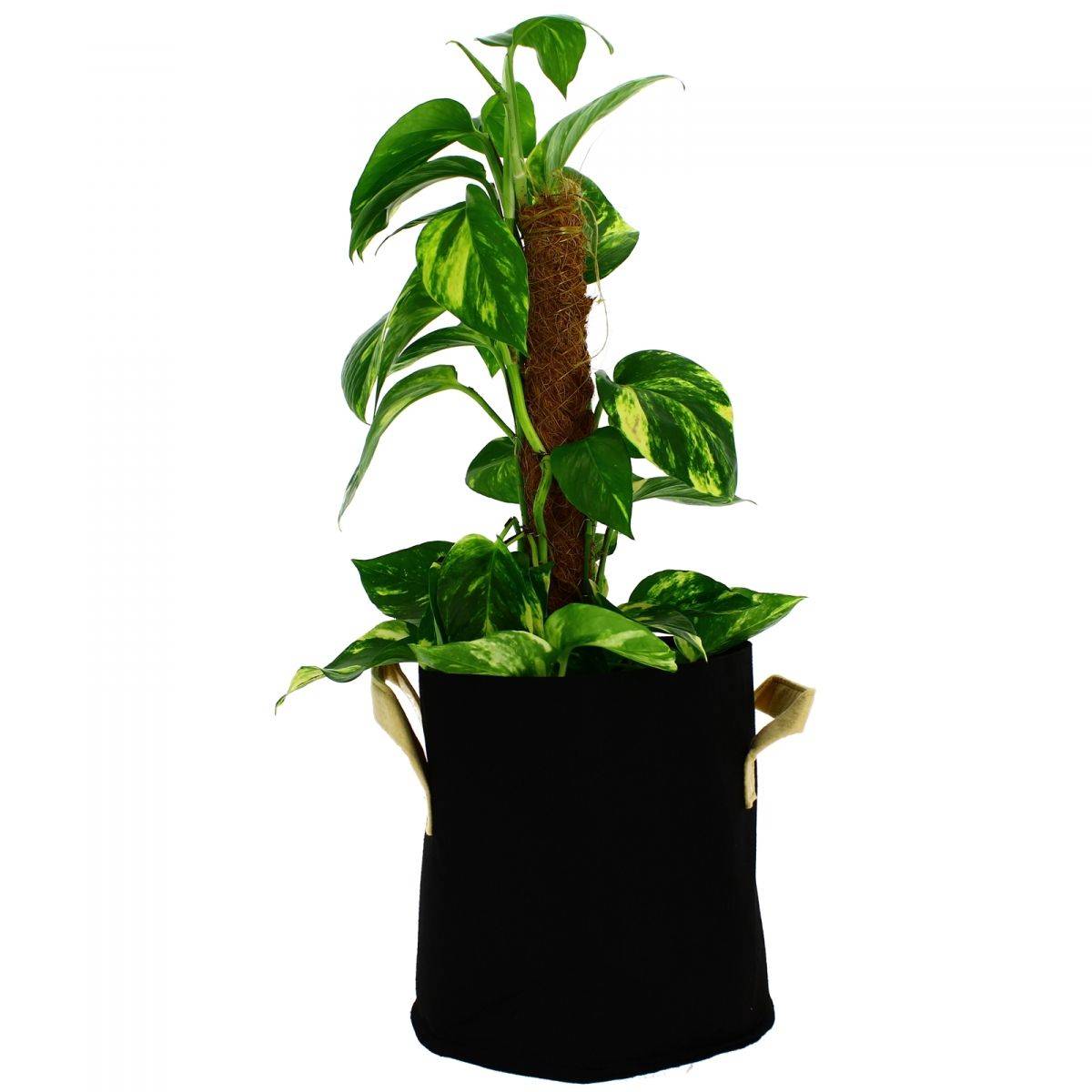 Terre/hydro/coco Greencube - Pot géotextile 20 litres