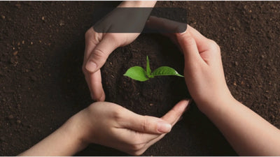 Mains protégeant une jeune plante verte poussant dans la terre, symbole de l'autosuffisance et du jardinage durable.
